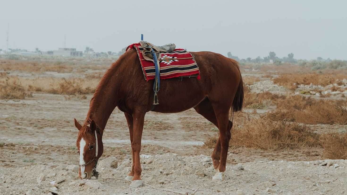 Cómo elegir las botas de montar perfectas
